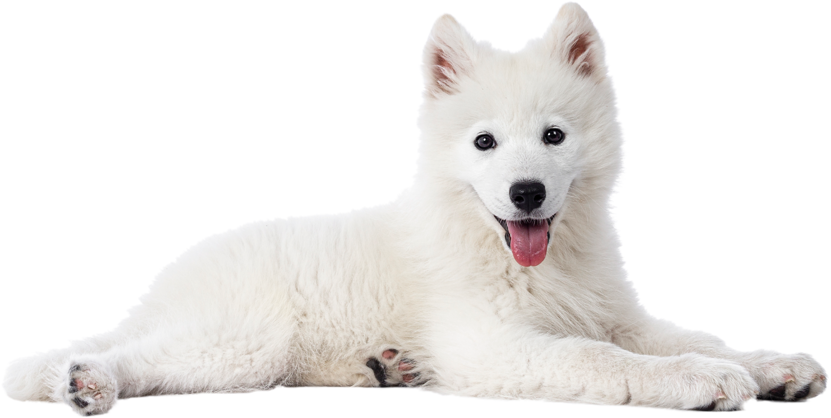 a white dog lying down