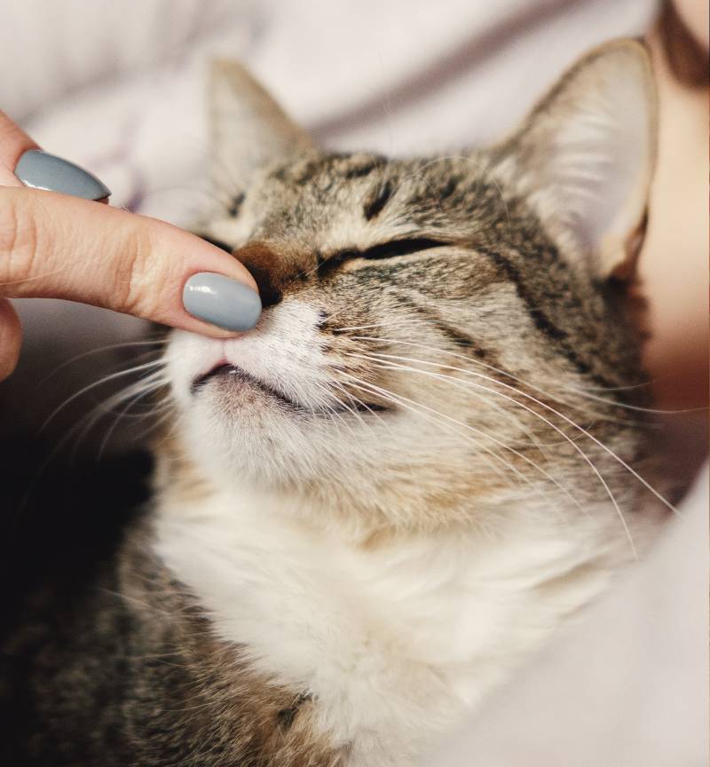 person touching a cats nose