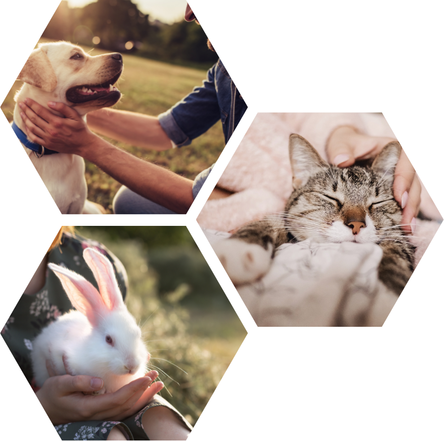 a collage of animals with a dog , a cat and a bunny