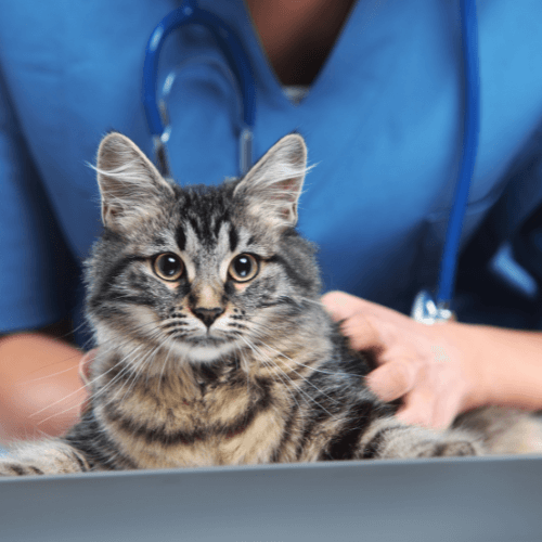 A cat laying on a table held by a veterinarian