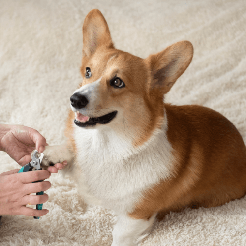 Person trimming a dog's nail