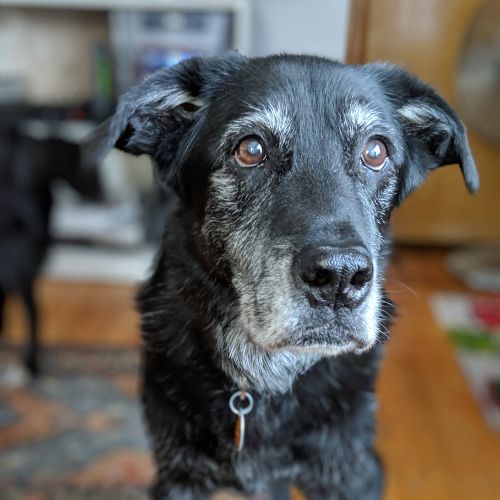 Tired old dog laying on carpet