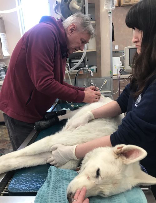 veterinary team helping an injured dog