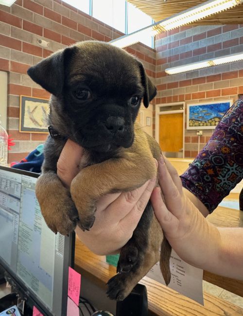 vet tech holding a puppy