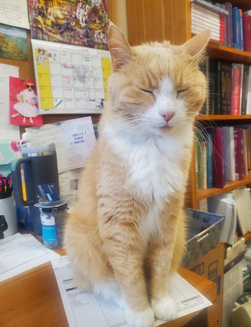 cat sitting at the vet